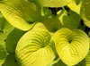 hosta