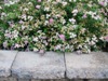 spirea & wall spirea & wall