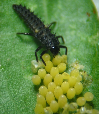 larvae