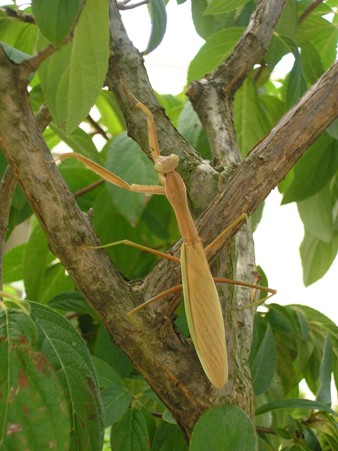 mantis